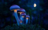 Fantastic world of mushrooms. Glowing mushrooms in the night for