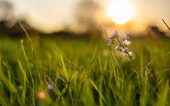 Closeup shot of a tiny flower growing in fresh green grass with a blurred background